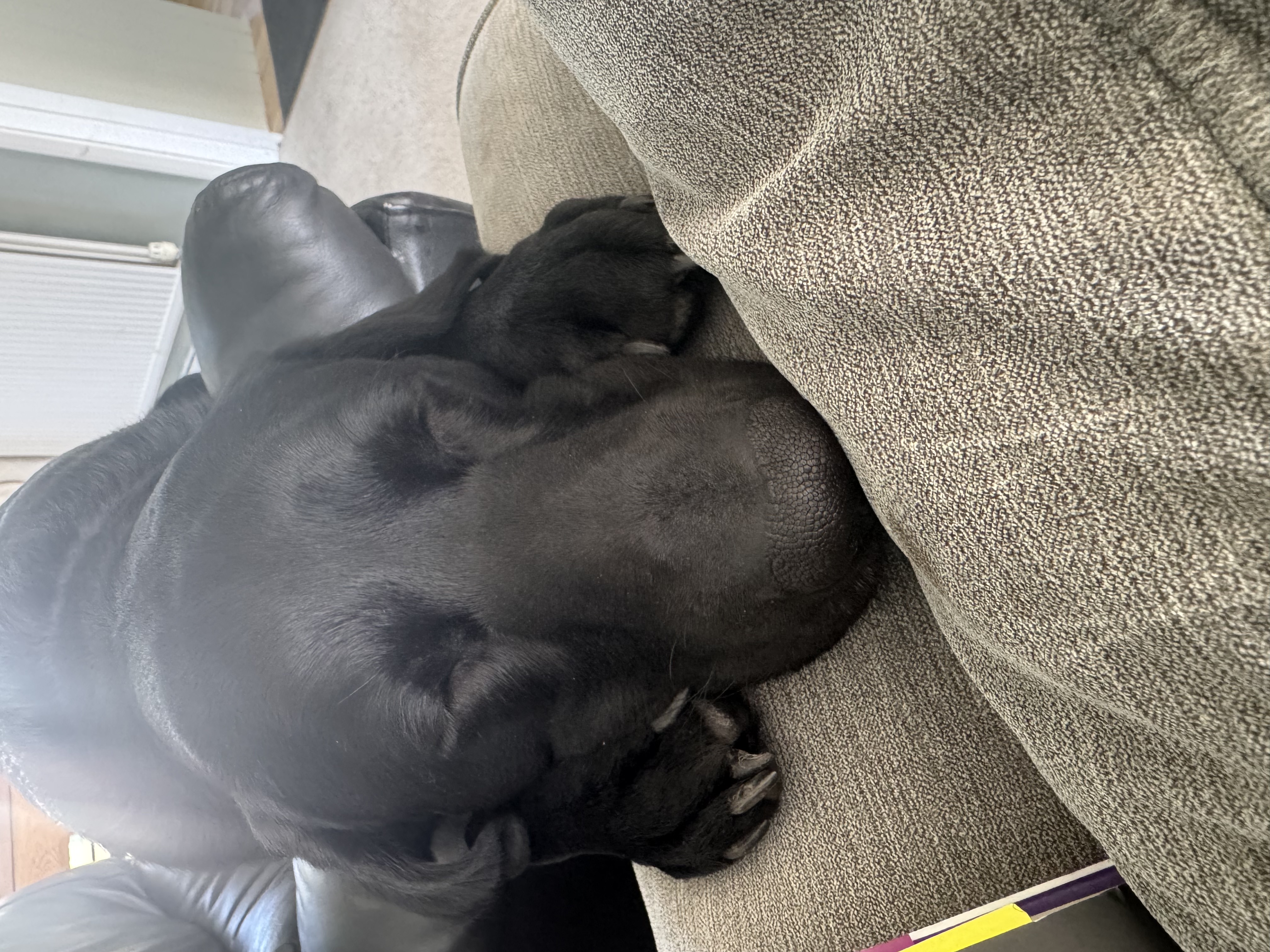 Brunswick resting on the sofa